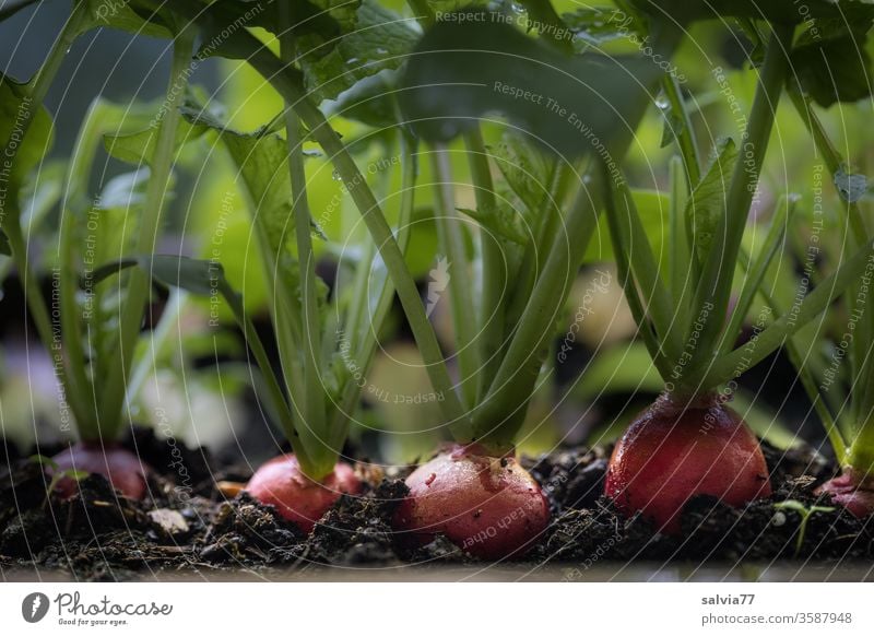 erntereife Radieschen im Balkonkasten Gemüse Vegetarische Ernährung Lebensmittel frisch natürlich lecker Bioprodukte Farbfoto rot Erde Natur Nahaufnahme Essen