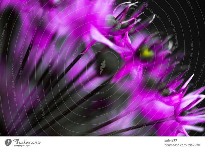 Makroaufnahme einer Zierlauchblüte mit viel Unschärfe Blüte Allium violett Blume Natur Garten Schwache Tiefenschärfe abstrakt Strukturen & Formen pink Farbfoto