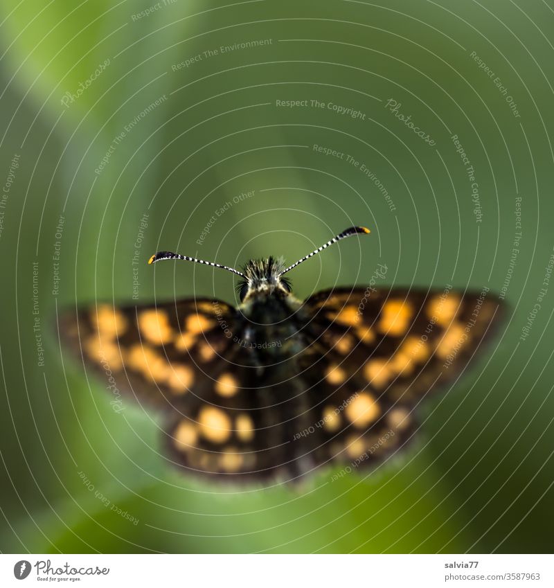 die Fühler auf Empfang | Gelbwürfeliger Dickkopffalter Schmetterling Natur Insekt Makroaufnahme klein Flügel Lepidoptera Tier Facettenauge Farbfoto Tierporträt