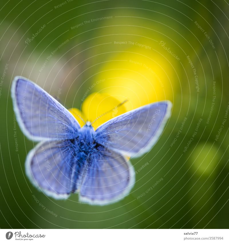 Symmetrie | Schmetterlingsflügel Natur Bläulinge Pflanze Blüte Tier 1 Insekt Farbfoto Tierporträt Flügel Schwache Tiefenschärfe Leichtigkeit Sommer