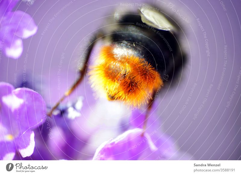 Hummelhintern Bienen Blüte Nektar Bestäubung Lavendel Duft duftig haarig Haare Flügel Insekt Insekten Macro