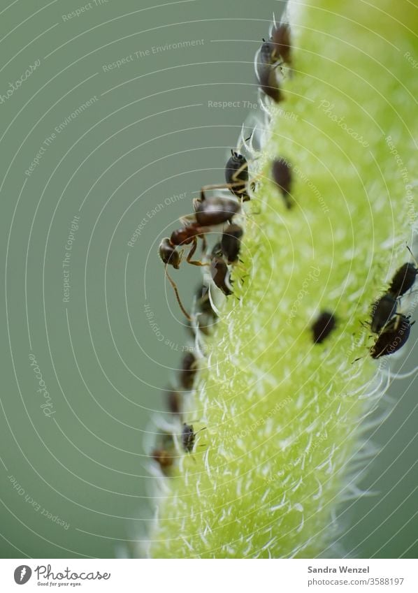 Ameise beim Läusemelken Blattläuse Schädling nützlich Natur Ameisen Macrofotografie Blumenstiel