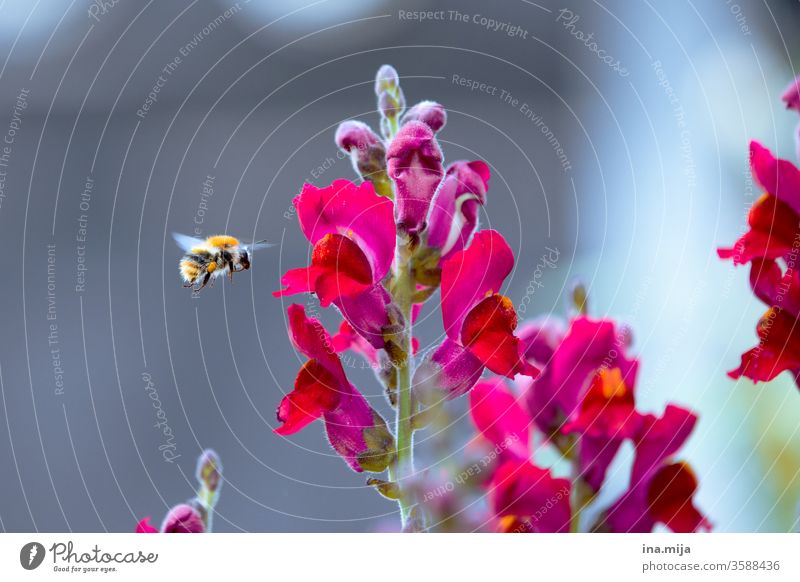 summ, summ, summ Biene Bienenzucht Bienensterben Imkerei Insekt Honigbiene Sommer Natur sammeln Blume Bauernorchidee Pollen Pflanze Blüte Frühlingsgefühle