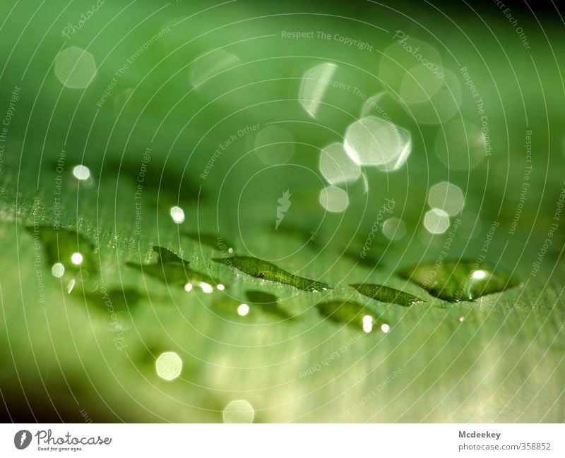 heavenly tears (5) Umwelt Natur Pflanze Wasser Wassertropfen Sommer Sträucher Blatt Grünpflanze Park kalt natürlich gelb grau grün schwarz weiß glänzend nass