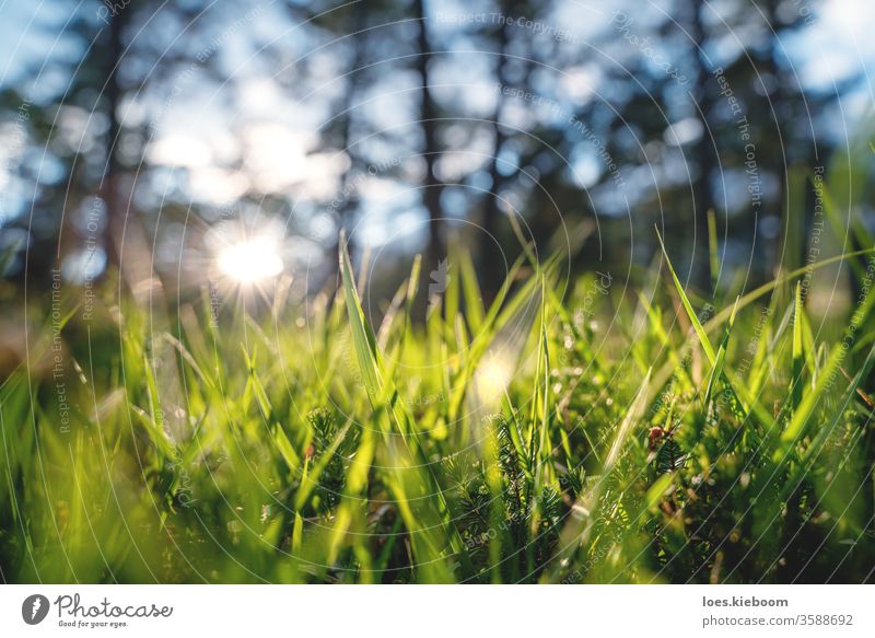 Nahaufnahme eines Waldes mit Gras und jungen Immergrün während des Sonnenuntergangs in einem Wald, Mieminger Plateau, Österreich Pflanze Licht Waldgebiet Natur