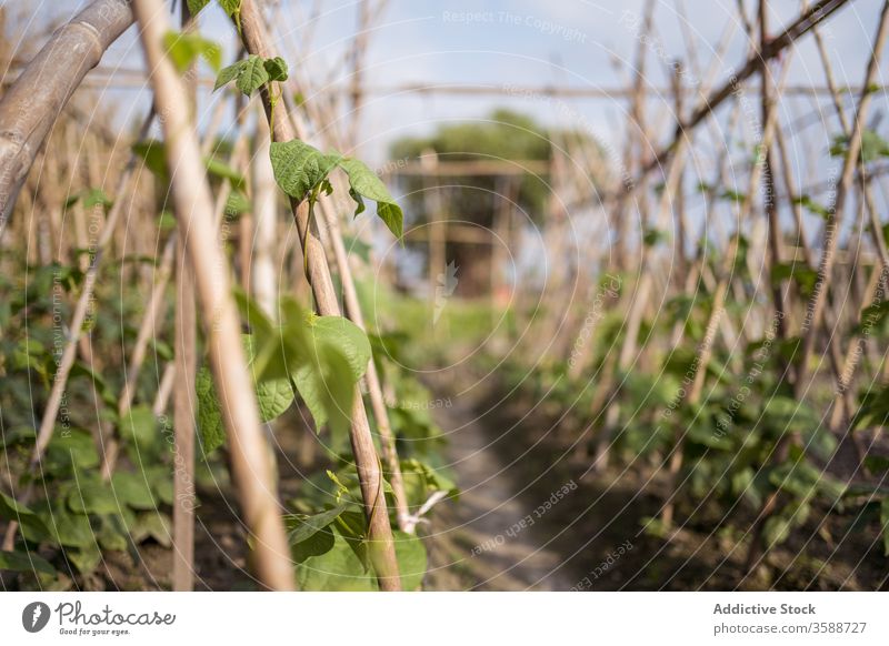 Im Garten wachsende grüne Kletterpflanzen Pflanze Bauernhof Ständer Blatt Aufstieg frisch Agronomie kultivieren Boden fruchtbar Ackerbau Vegetation botanisch