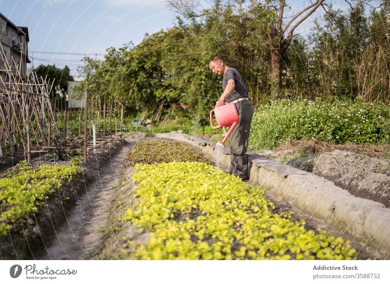 Ethnischer Bauer bewässert Pflanzen auf Plantage an heißem Sommertag Landwirt Wasser Schonung Gießkanne Garten Orientalisch Pflege Ackerbau Agronomie