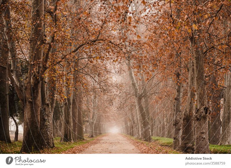 Leere Gasse mit herbstlichen Bäumen Atmosphäre Herbst Nebel Mysterium rot Natur ruhig Baum aranjuez Spanien Umwelt Landschaft Dunst Laubwerk Park fallen Straße