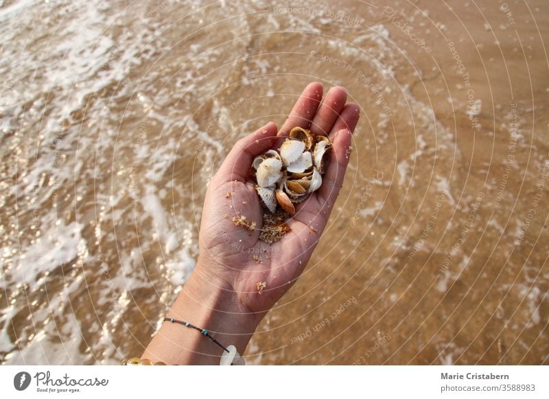 Den Sommermoment am Strand genießen und Muscheln sammeln irdische Beschaffenheit die neue Normalität sommer während covid-19 soziale Distanzierung