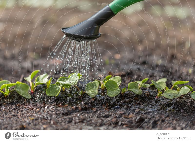 Jungpflanzen werden gegossen Erde Frühjahr Garten Gartenarbeit Gießkanne Makro Nahaufnahme Nahrung Natur Pflanzen Regen Regenwasser Sämlinge Tropfen Wachstum