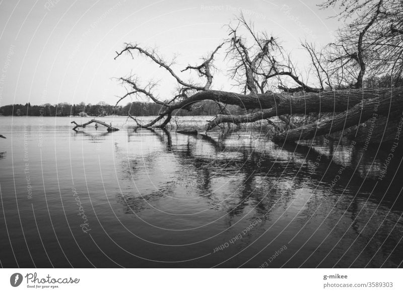 Umgefallener Baum im See Reflexion schwarz-weiß Wald Natur Park Außenaufnahme Landschaft Ruhe Menschenleer melancholie Seeufer Umwelt ruhig Geäst Wasser