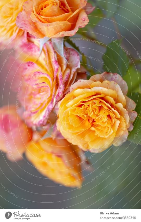HAPPY BIRTHDAY PHOTOCASE ZUM 19. GEBURTSTAG ........ Rosen für einen besonderen Tag Orange Blumen Glückwunsch Blüten Sommer Zart Farbenfroh Garten Postkarte