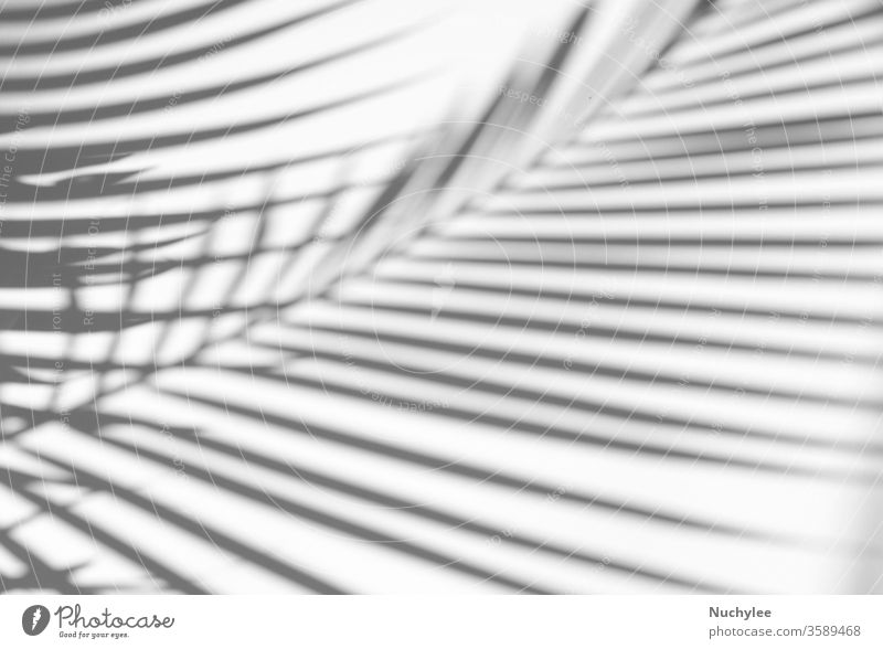 Tropische Palmblätter mit natürlichem Schatten auf weißem Textur-Hintergrund, zur Überlagerung von Produktpräsentation, Hintergrund und Mockup, Sommersaisonkonzept