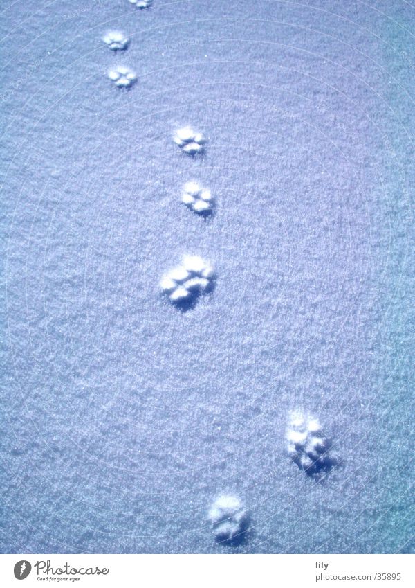 Spuren im Schnee #3 Katze Schneedecke geheimnisvoll Pfote Sonne Verfolgung Fährte