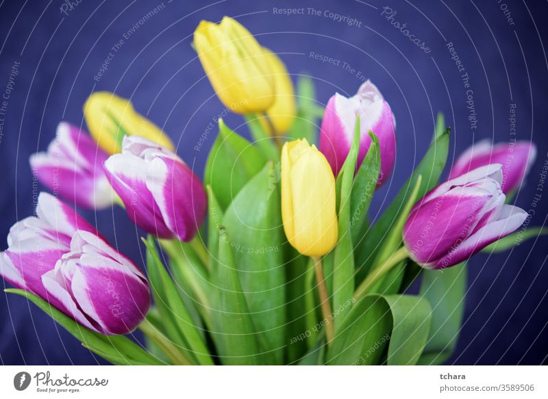 Bouquet von wunderschönen gelben und violetten Tulpen auf dunkelblauem Hintergrund Transparente Kopie Papier Pflanze Postkarte Raum Dekoration & Verzierung Kopf