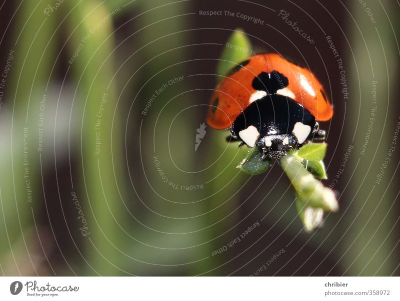 Käwrschn II Umwelt Natur Tier Sommer Pflanze Käfer Marienkäfer 1 beobachten Erholung krabbeln sitzen warten schön klein nah grün rot schwarz Zufriedenheit Glück