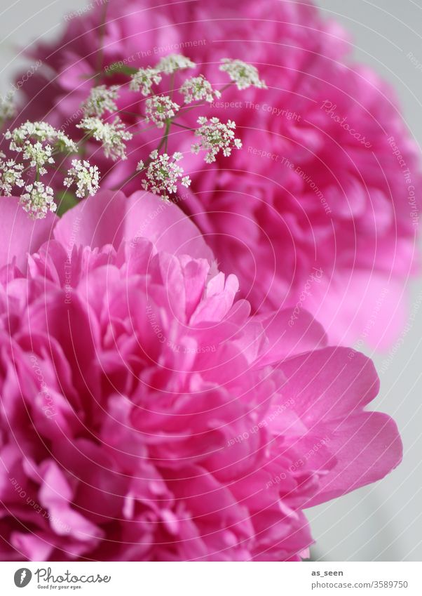 Pinke Pfingstrosenblüte Blüte pink Licht Schatten Blütenblätter Blume Natur rosa Frühling Sommer schön Farbfoto Nahaufnahme Blühend Menschenleer Blütenblatt