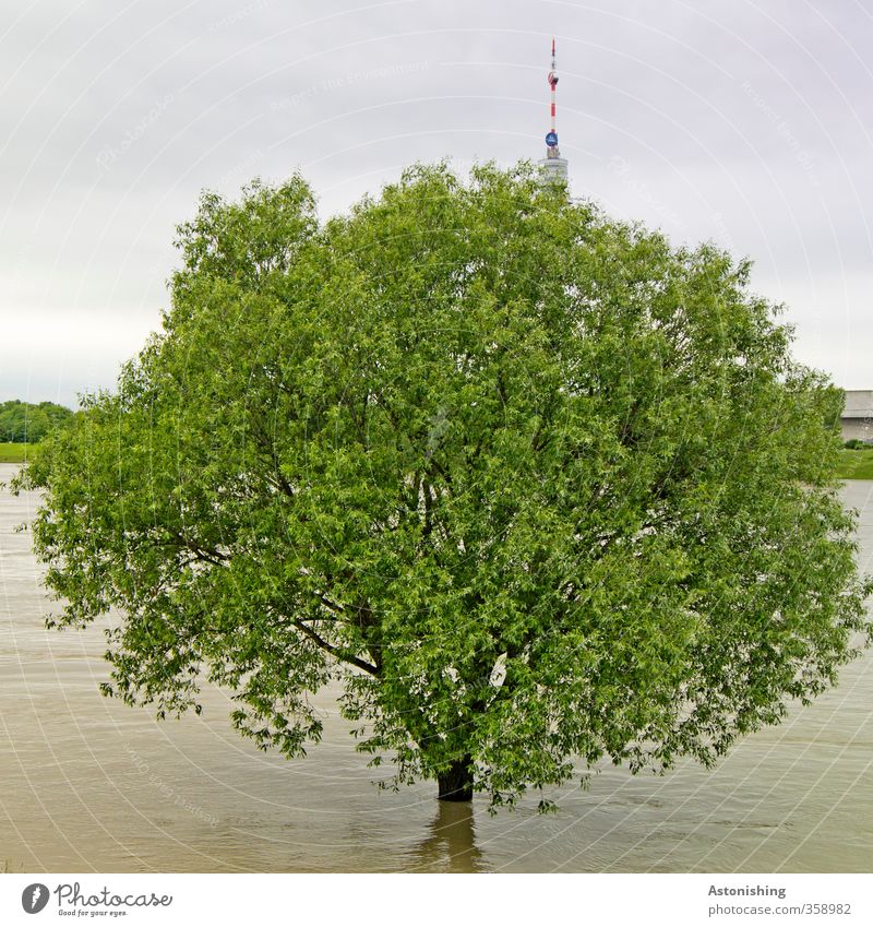 Hochwasser! Umwelt Natur Pflanze Urelemente Wasser Himmel Wolken Gewitterwolken Sommer Wetter schlechtes Wetter Unwetter Regen Baum Fluss Donau Wien Hauptstadt