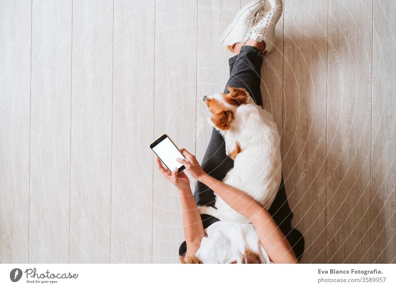 junge Frau zu Hause, die ein Mobiltelefon benutzt, daneben süßer kleiner Hund. work from home Konzept Draufsicht heimwärts Handy arbeiten Technik & Technologie