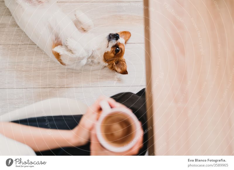 junge Frau, die zu Hause arbeitet und eine Tasse Kaffee hält. Süßer kleiner Hund, der auf dem Boden liegt. Konzept "zu Hause bleiben heimwärts Handy arbeiten