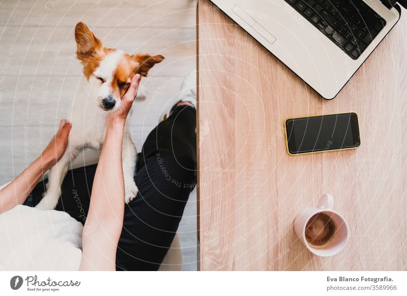 junge Frau, die zu Hause arbeitet und kuschelt Süßer kleiner Hund. Konzept für zu Hause bleiben Kaffee heimwärts Handy arbeiten Technik & Technologie Haustier