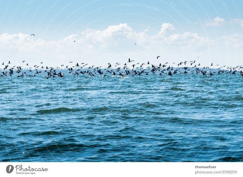 großer Schwarm Kormorane über dem Meer im Anflug auf einen Heringsschwarm Vögel Horizont Wolken Himmel blau Wellen fressen Fischerei Plage
