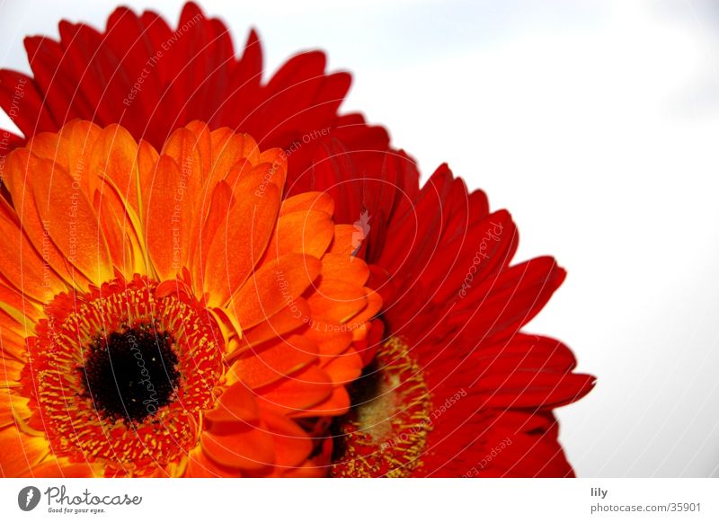 Gerberastrauß Blume rot Makroaufnahme Nahaufnahme orange Himmel Kontrast satte Farbe