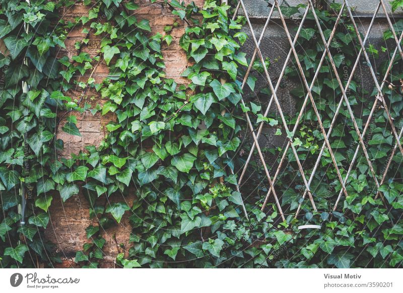 Grünes Efeugewächs klettert die Ziegelmauer und das Fenstergitter einer verlassenen alten Fabrik Aufstieg Baustein Wand bewachsen Gitter Pflanze Glas grün
