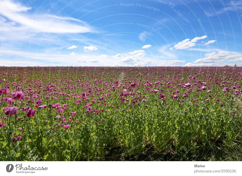 Feld mit rotvioletten Mohnblüten im Sommer Ackerbau Hintergrund schön Schönheit Blütezeit Blütenknospen Wolken Farbe farbenfroh Land Landschaft dekorativ