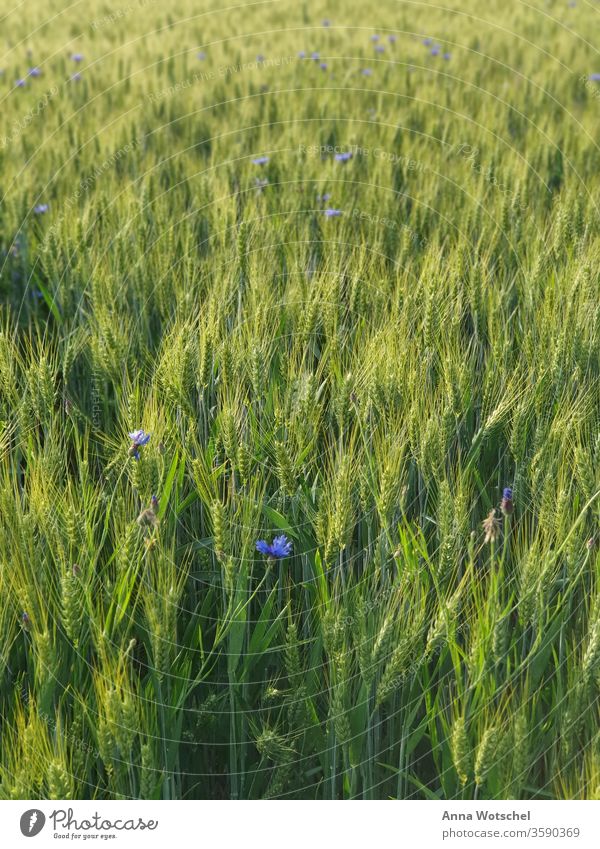 Ein Kornfeld mit Roggen und Flockenblumen bei Sonnenuntergang Feld Wiesen Sommer Natur Ackerbau Landschaft Getreidefeld Pflanzen Ähren Tag Umwelt Lebensmittel