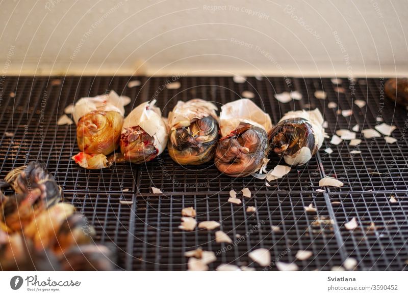 Entenküken schlüpfen aus einem Ei in einem Inkubator. Kultivierung von Geflügel. Federvieh Brutkasten Schraffierung Eier Panzer schmiegend klein wenig Küken