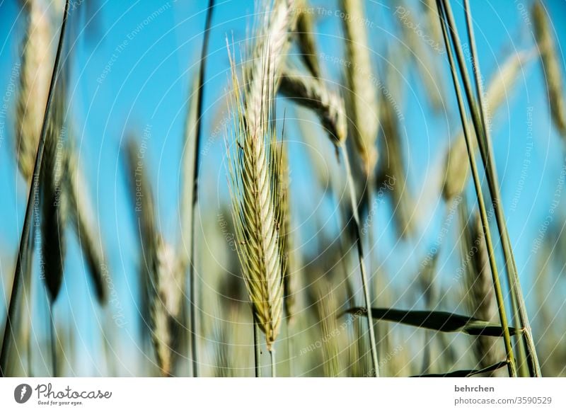 (über)lebenswichtig Feld Getreide Himmel Hafer Weizen Roggen Gerste Getreidefeld Sommer Landwirtschaft Ähren Natur Kornfeld Lebensmittel Menschenleer Landschaft