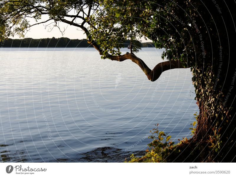 Baum und See Wasser Fluss ruhig Ruhe stille entspannend entspannung Erholung Erholungsgebiet Ast Stamm Natur Stille Reflexion & Spiegelung Idylle Landschaft