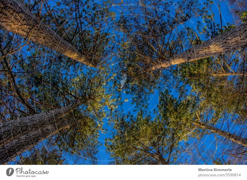 Kiefern von unten nach oben fotografiert gegen einen blauen Himmel in der Abendsonne Ast Baum Blatt Blätter Bäume Frühling Grün Herbst Holz Jahreszeit