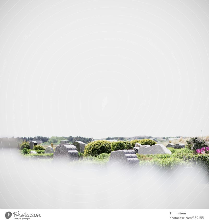 Heller Übergang. Umwelt Himmel Pflanze Dänemark Menschenleer Stein Blick ästhetisch einfach grün violett weiß Gefühle Gelassenheit ruhig Ferne Friedhof Grab