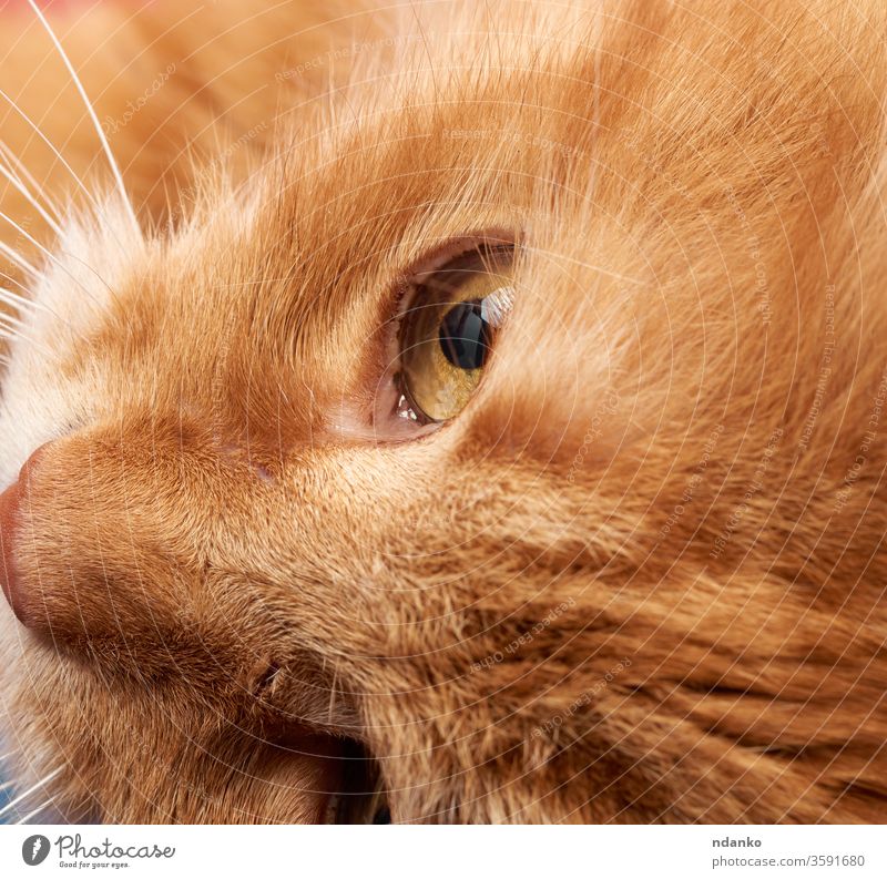 offenes gelbes Auge einer roten Katze bezaubernd Erwachsener Tier Hintergrund schwarz braun Nahaufnahme Farbe niedlich Detailaufnahme heimisch Gesicht