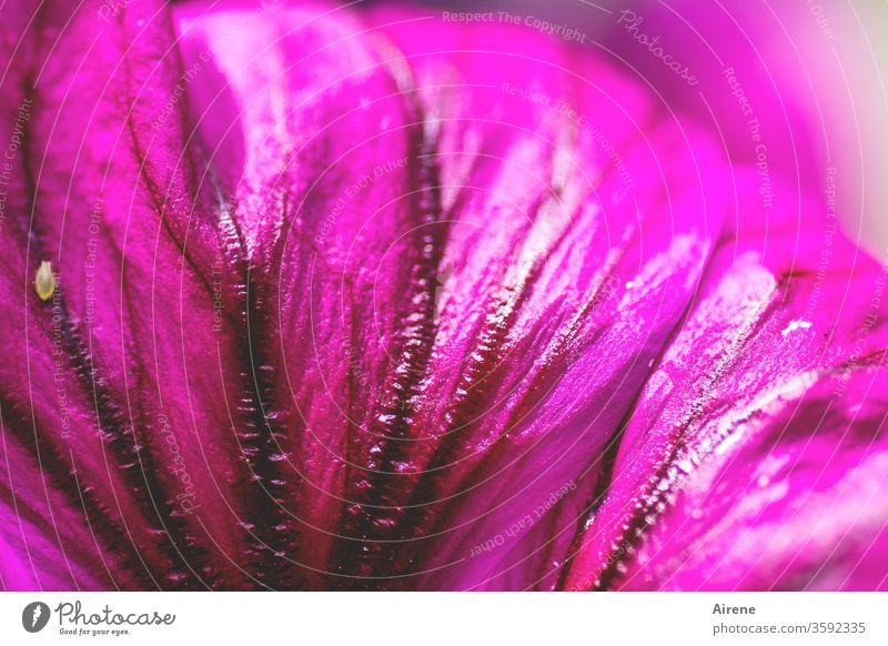 dem Hibiskus läuft eine Laus übers Blatt Blüte purpur Blattlaus Schädling Insekt Garten wilder Hibiskus hell Stockrose Pflanze Natur Sommer Blume Licht Tag