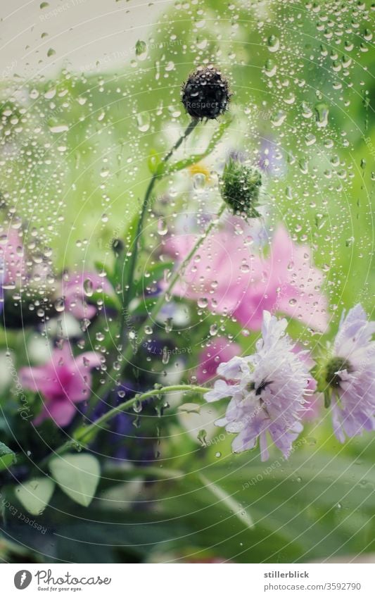 Feldblumenstrauß hinter einer regennassen Fensterscheibe Regen Wassertropfen Blume Blüte Blumenstrauß Natur Pflanze Wetter