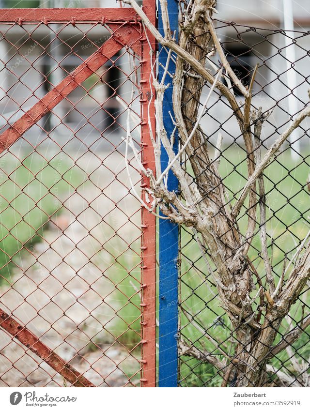 Maschendrahtzaun in rot und blau mit eingewachsenen, trockenen Zweigen und Ästen Zaun Gitter Verflechtung verflochten Symbiose Verbindung Struktur Wuchs Garten