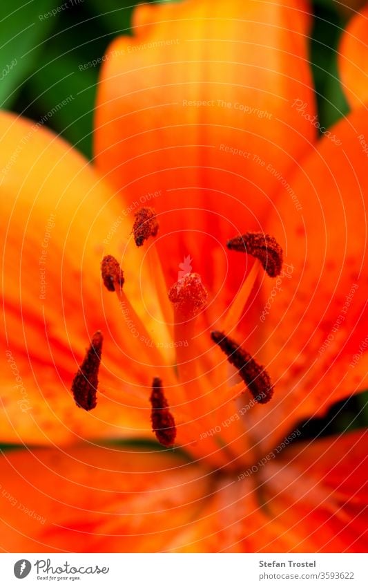 Sammlung von Pollen auf einer Lilie in Nahaufnahme Lilien Frühling natürlich Farbe flora botany-lilium_bulbiferum Natur blühende Blume_orange_Lilie Blatt