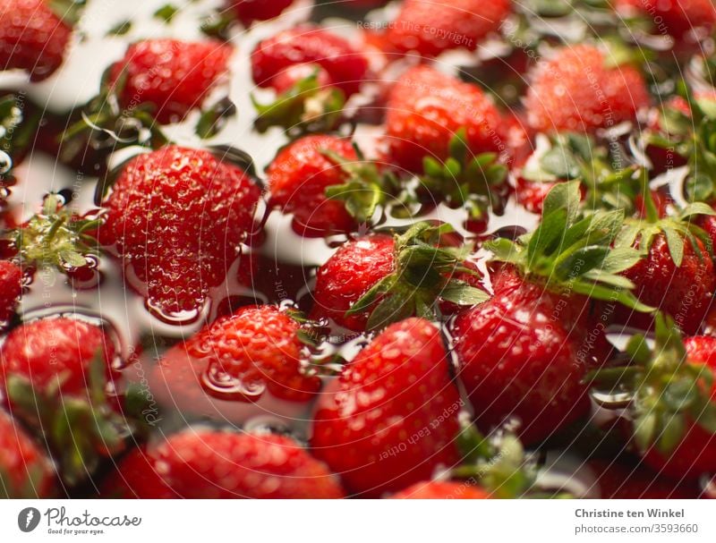Köstliche süße rote Erdbeeren werden gewaschen, bevor aus ihnen leckere Erdbeermarmelade gekocht wird Früchte Obst Wasser säubern schwimmen Kochvorbereitung