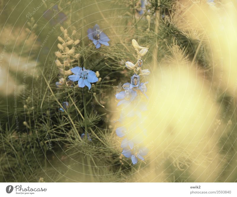 Blaue Tupfer Idylle Wiese Blümchen Bodendecker Blüten blühen klein nah viele Bewegungsunschärfe Unschärfe duftend Natur Pflanze Blume Frühling Außenaufnahme