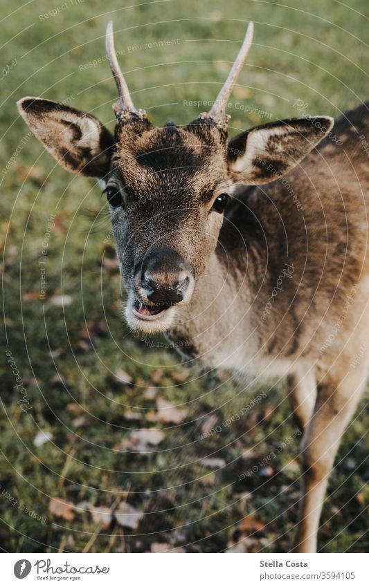 Porträt eines Rehkitzes Horn Tier Wildtier Außenaufnahme Farbfoto Natur Tierporträt Menschenleer Säugetier Schwache Tiefenschärfe Tierjunges Umwelt Tiergesicht