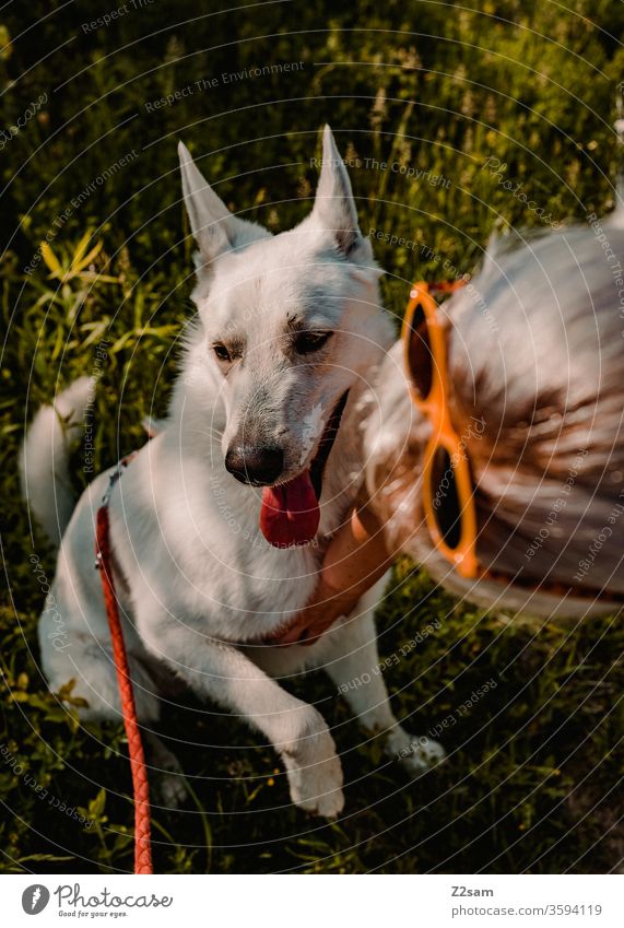 Hund wird gestreichelt hund haustier streicheln zuneigung liebe tierliebe schäferhund weiß sommer sonne draußen frau mädchen pfote fell schön licht schatten