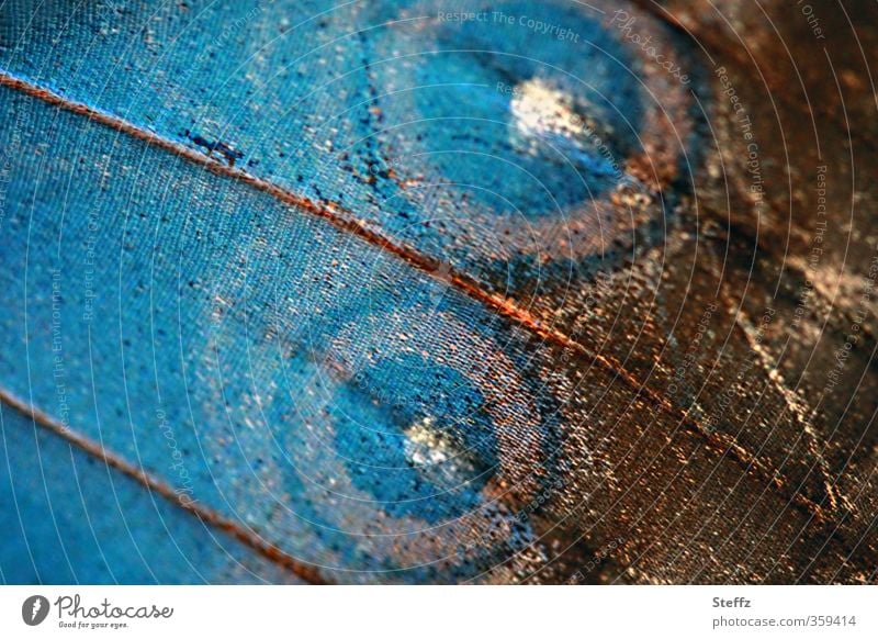 Naturmuster auf einem Schmetterlingsflügel Flügelmuster Natursymmetrie Morphofalter blaue Flügel Naturdesign Naturform Symmetrie der Natur natürliche Formen