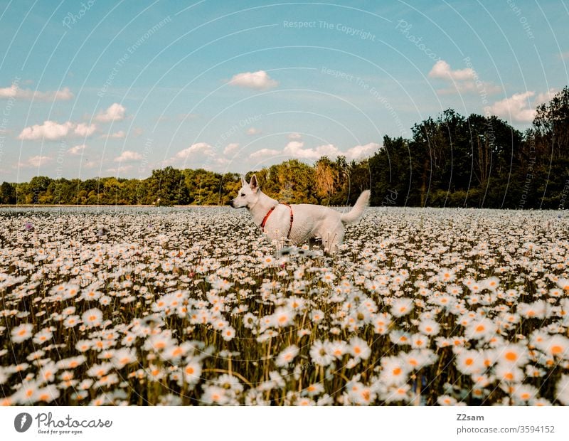Weißer Schäferhund im Blumenfeld gassi gehen schäferhund blumenfeld kitsch weiß tier haustier wald natur landschaft bäume bauer abendsonne sonnenuntergang