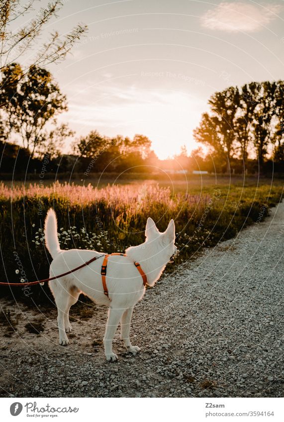 weißer Schäferhund schaut in Richtung Sonnenuntergang gassi gehen abend sonne sonnenuntergang spazieren sonnenschein wärme sommer natur landschaft spaziergang