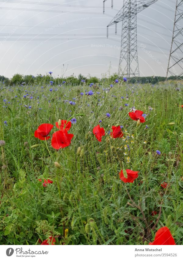 Eine Wiese mit Mohnblumen, Flockenblumen und Kamille Wiesenblume Mohnblüte Pflanze Sommer Außenaufnahme Blüte Blume Mohnfeld Feld mehrfarbig Landschaft Natur