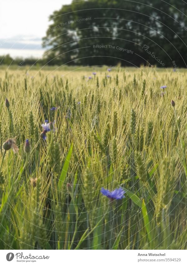 Ein Kornfeld mit Flockenblumen beim Sonnenuntergang Feld Getreide Landwirtschaft Sommer Ähren Natur Getreidefeld Pflanze Landschaft Ackerbau Ernährung Gerste