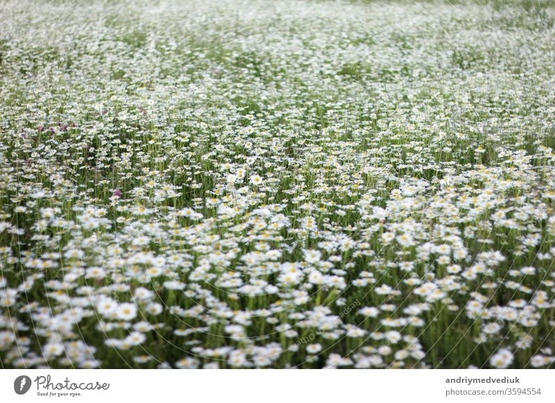 ein großes Feld mit Gänseblümchen. Hintergrund mit weißen Blüten Blume Frühling geblümt Blütezeit Garten Natur natürlich Wachstum Sommer Sonnenlicht im Freien
